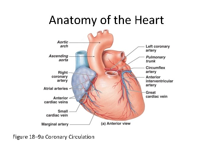 Anatomy of the Heart Figure 18– 9 a Coronary Circulation 