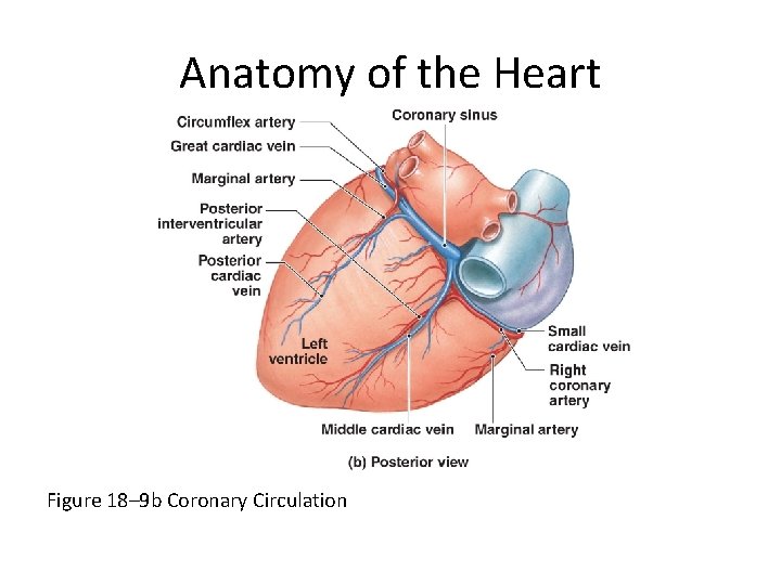 Anatomy of the Heart Figure 18– 9 b Coronary Circulation 