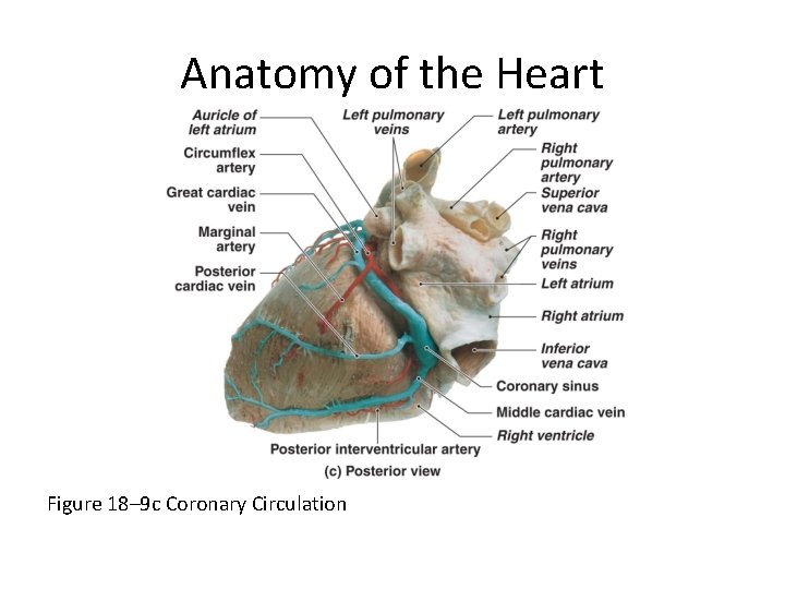 Anatomy of the Heart Figure 18– 9 c Coronary Circulation 
