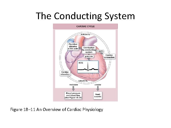 The Conducting System Figure 18– 11 An Overview of Cardiac Physiology 