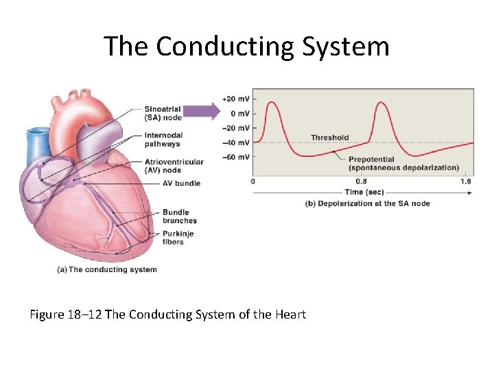 The Conducting System Figure 18– 12 The Conducting System of the Heart 