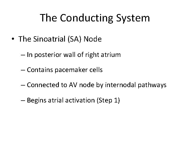 The Conducting System • The Sinoatrial (SA) Node – In posterior wall of right