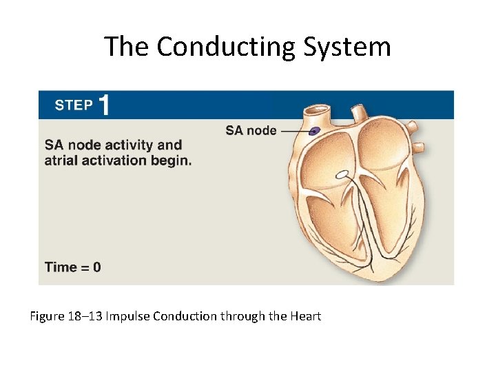 The Conducting System Figure 18– 13 Impulse Conduction through the Heart 