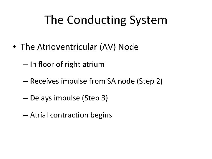 The Conducting System • The Atrioventricular (AV) Node – In floor of right atrium