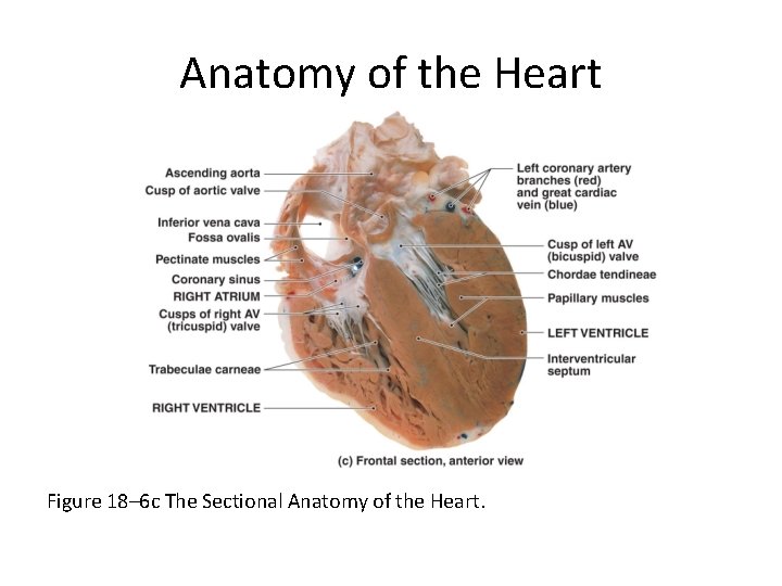 Anatomy of the Heart Figure 18– 6 c The Sectional Anatomy of the Heart.