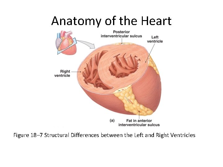 Anatomy of the Heart Figure 18– 7 Structural Differences between the Left and Right