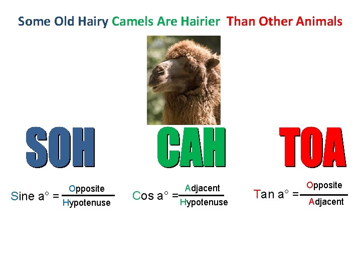 Some Old Hairy Camels Are Hairier Than Other Animals Opposite Sine a° = Hypotenuse