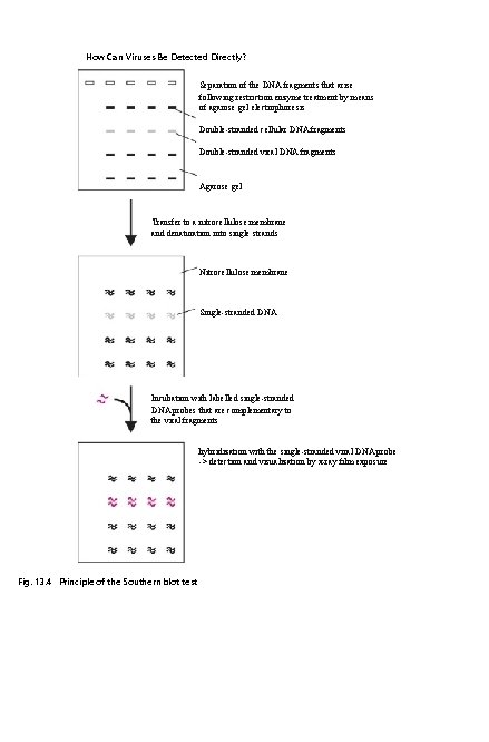 How Can Viruses Be Detected Directly? Separation of the DNA fragments that arise following