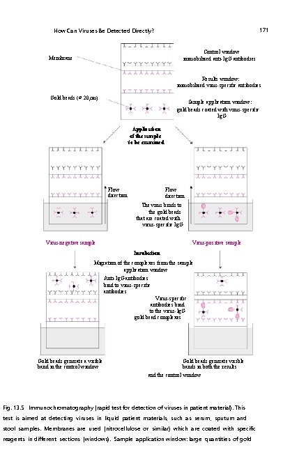 171 How Can Viruses Be Detected Directly? Control window immobilized anti-Ig. G antibodies Membrane