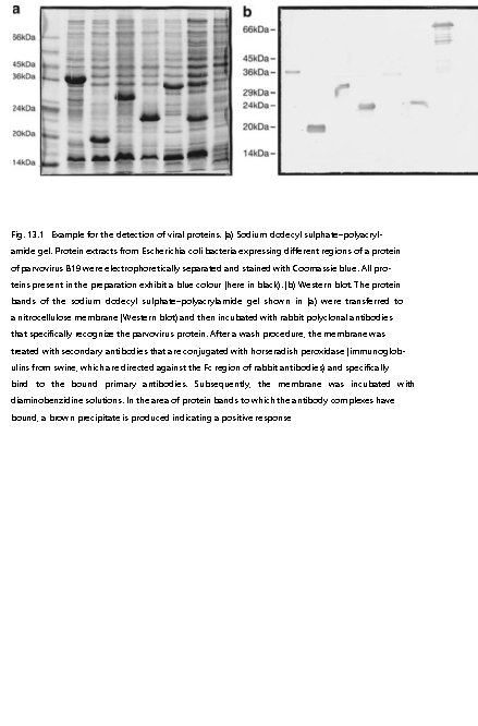 Fig. 13. 1 Example for the detection of viral proteins. (a) Sodium dodecyl sulphate–polyacrylamide