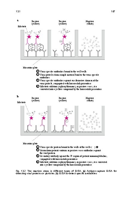13. 1 167 a Substrate Positive (yellow) Negative (white) Microtitre plate 1 Virus-specific antibodies