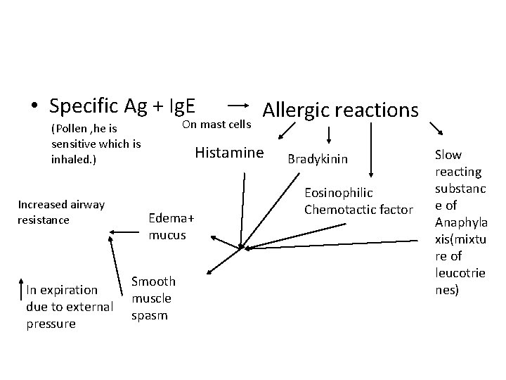  • Specific Ag + Ig. E On mast cells (Pollen , he is