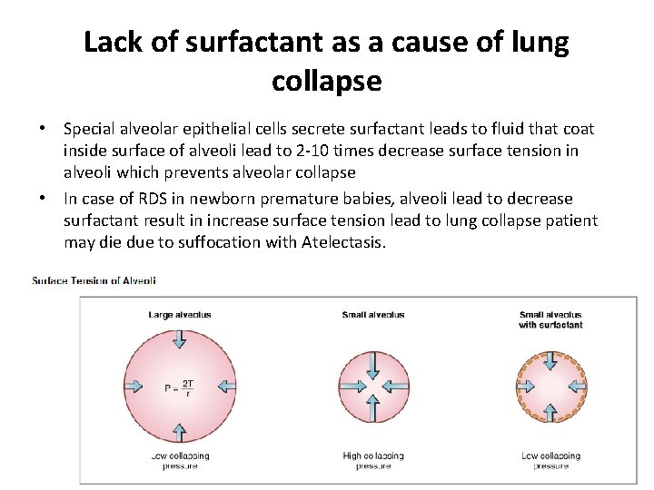 Lack of surfactant as a cause of lung collapse • Special alveolar epithelial cells