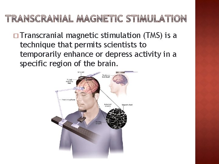 � Transcranial magnetic stimulation (TMS) is a technique that permits scientists to temporarily enhance