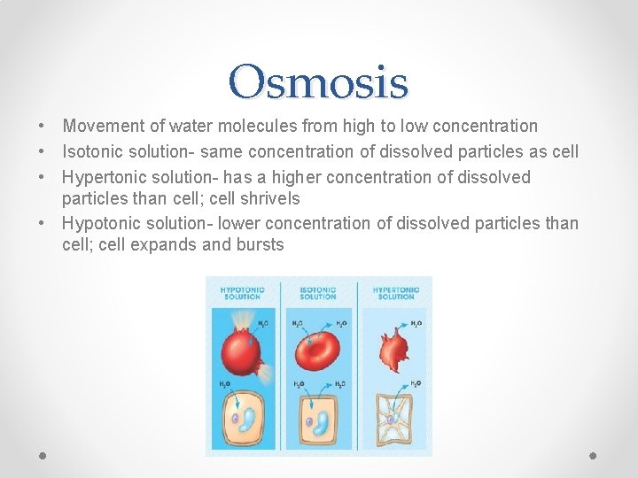 Osmosis • Movement of water molecules from high to low concentration • Isotonic solution- Osmosis • Movement of water molecules from high to low concentration • Isotonic solution-