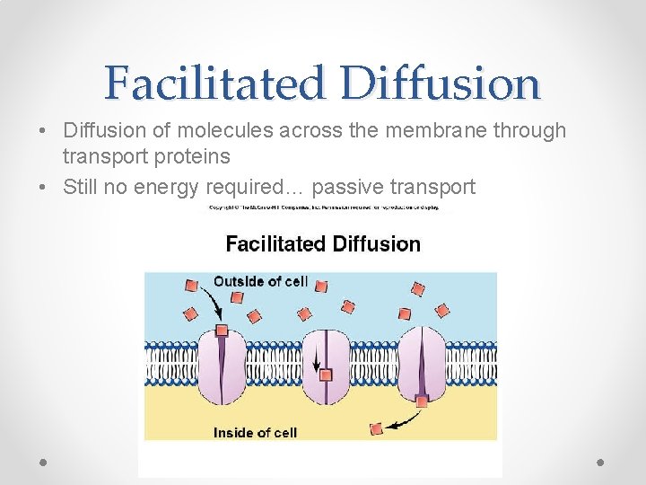 Facilitated Diffusion • Diffusion of molecules across the membrane through transport proteins • Still Facilitated Diffusion • Diffusion of molecules across the membrane through transport proteins • Still