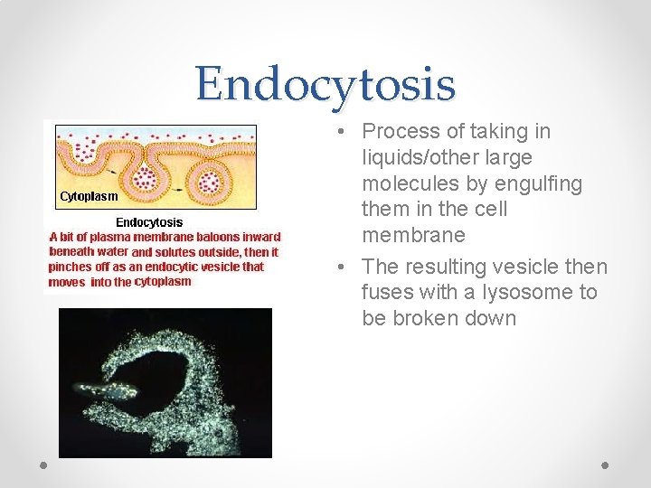 Endocytosis • Process of taking in liquids/other large molecules by engulfing them in the Endocytosis • Process of taking in liquids/other large molecules by engulfing them in the