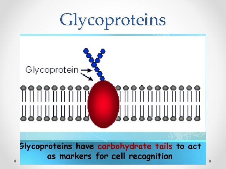 Glycoproteins  Glycoproteins