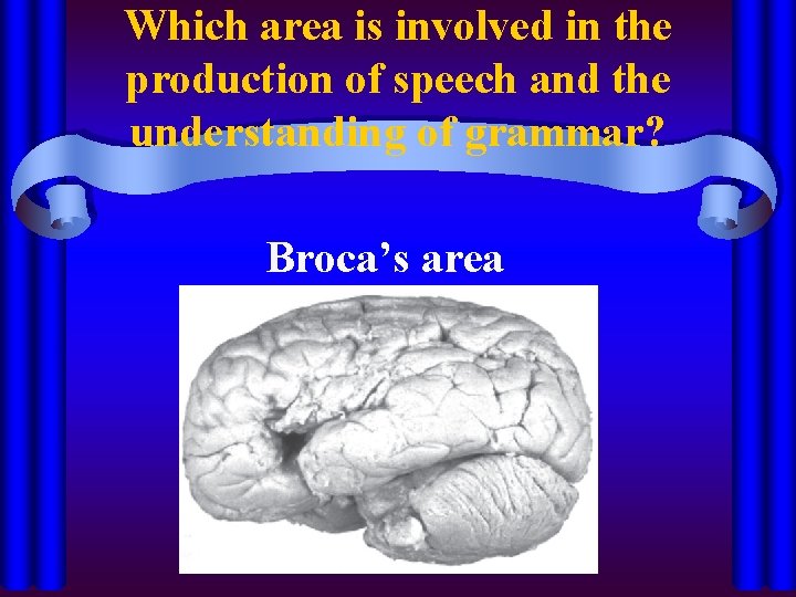 Which area is involved in the production of speech and the understanding of grammar?