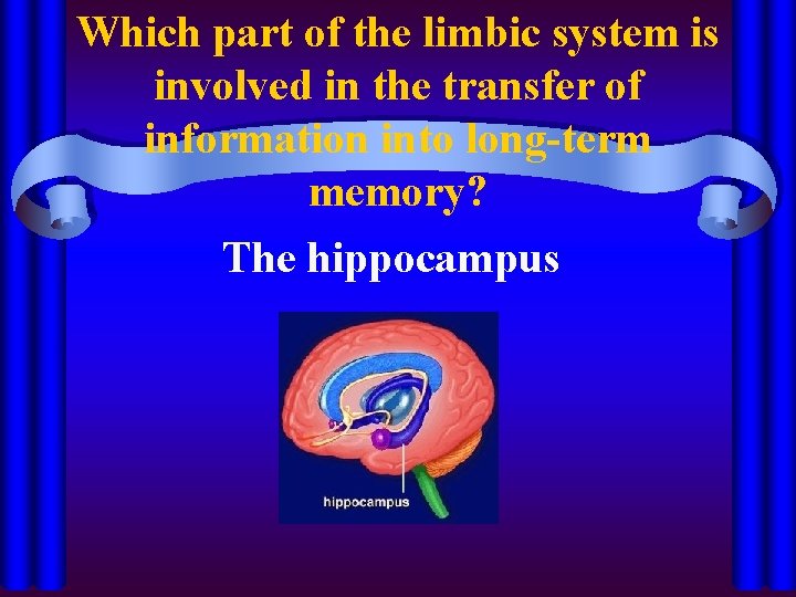 Which part of the limbic system is involved in the transfer of information into