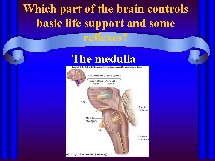 Which part of the brain controls basic life support and some reflexes? The medulla
