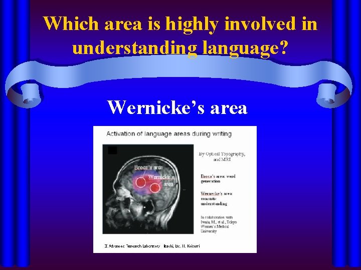 Which area is highly involved in understanding language? Wernicke’s area 