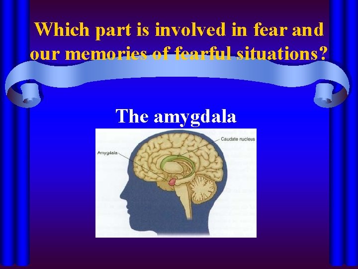 Which part is involved in fear and our memories of fearful situations? The amygdala