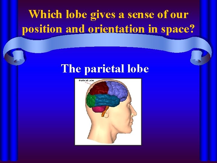 Which lobe gives a sense of our position and orientation in space? The parietal