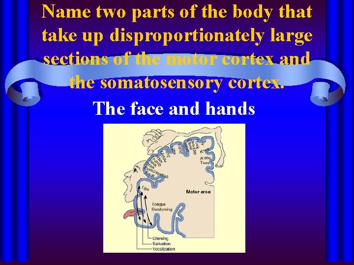 Name two parts of the body that take up disproportionately large sections of the