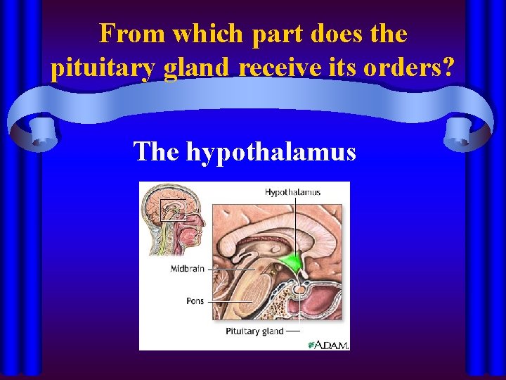 From which part does the pituitary gland receive its orders? The hypothalamus 