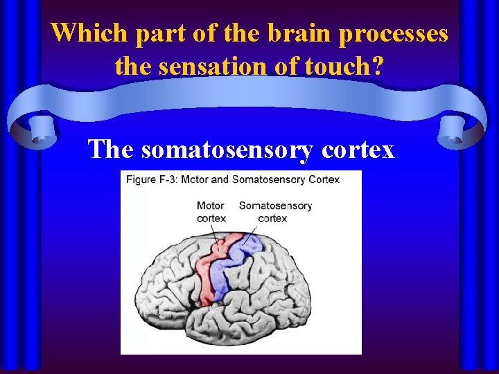 Which part of the brain processes the sensation of touch? The somatosensory cortex 