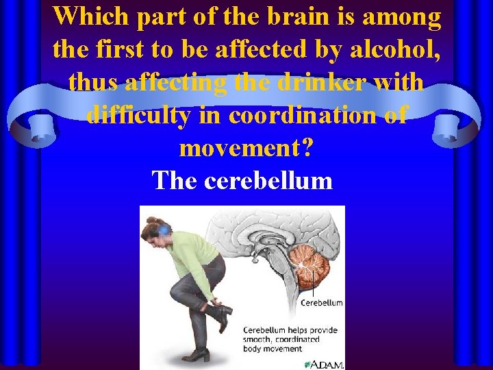 Which part of the brain is among the first to be affected by alcohol,