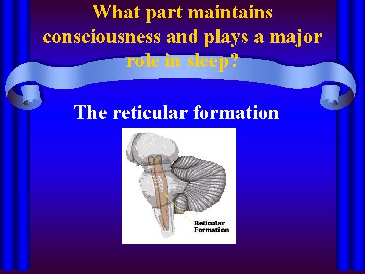 What part maintains consciousness and plays a major role in sleep? The reticular formation