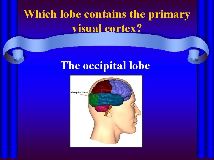 Which lobe contains the primary visual cortex? The occipital lobe 