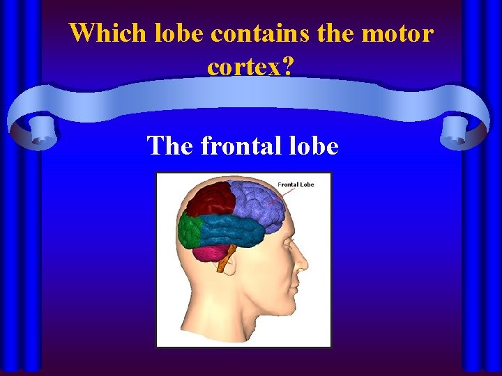 Which lobe contains the motor cortex? The frontal lobe 