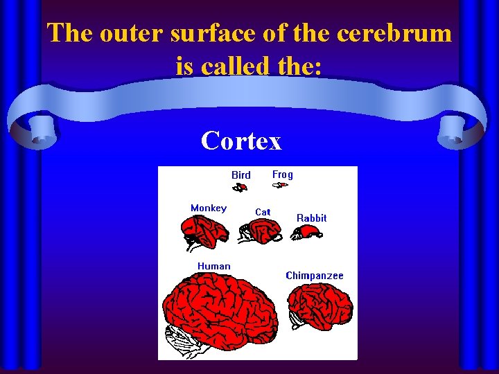 The outer surface of the cerebrum is called the: Cortex 