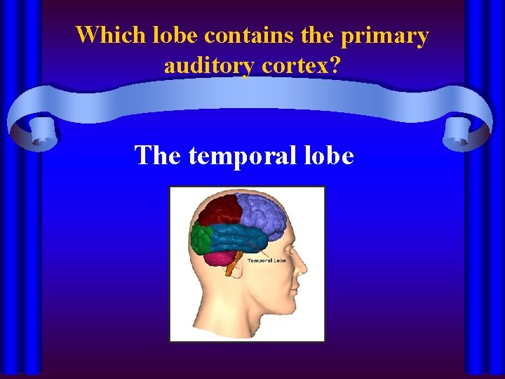 Which lobe contains the primary auditory cortex? The temporal lobe 