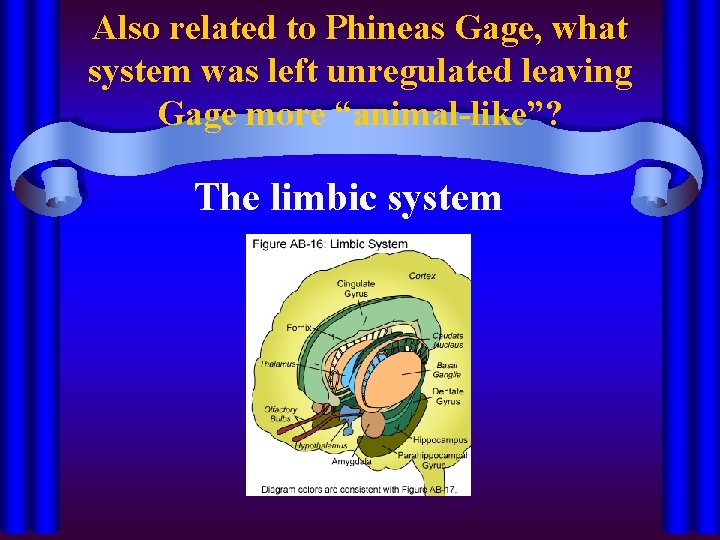 Also related to Phineas Gage, what system was left unregulated leaving Gage more “animal-like”?