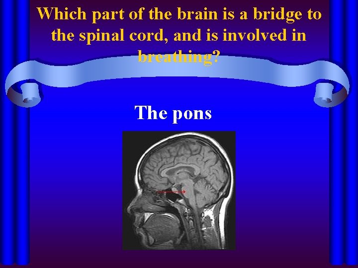 Which part of the brain is a bridge to the spinal cord, and is