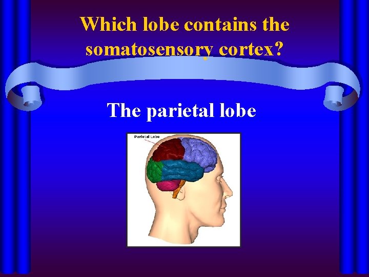 Which lobe contains the somatosensory cortex? The parietal lobe 