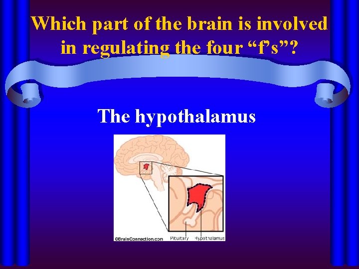 Which part of the brain is involved in regulating the four “f’s”? The hypothalamus