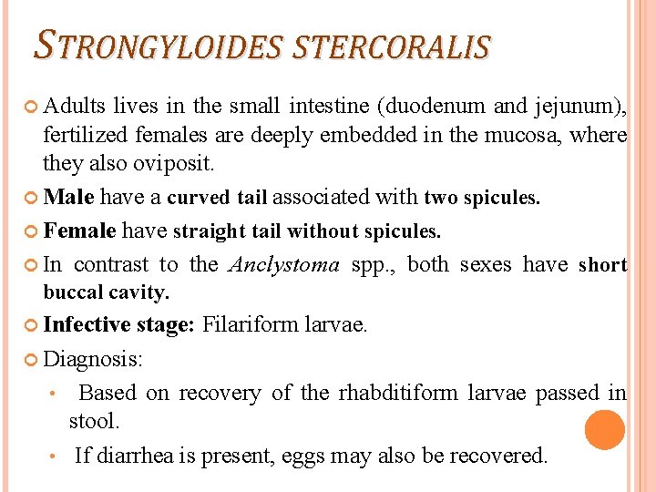 STRONGYLOIDES STERCORALIS Adults lives in the small intestine (duodenum and jejunum), fertilized females are