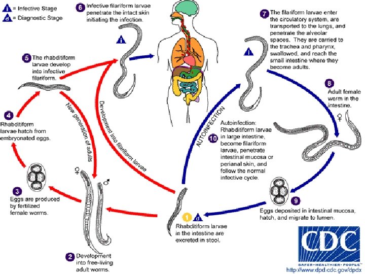 Intestinal Nematodes Strongyloides stercoralis Raed Z. Ahmed, Medical Parasitology Lab. , 2012 