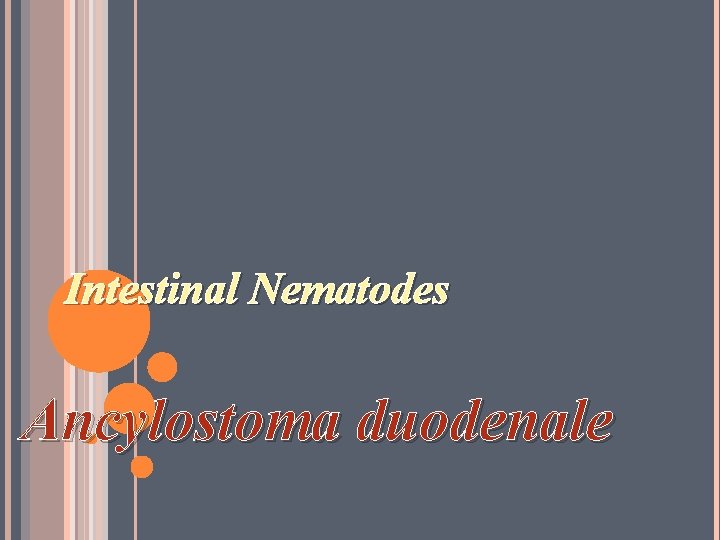 Intestinal Nematodes Ancylostoma duodenale 