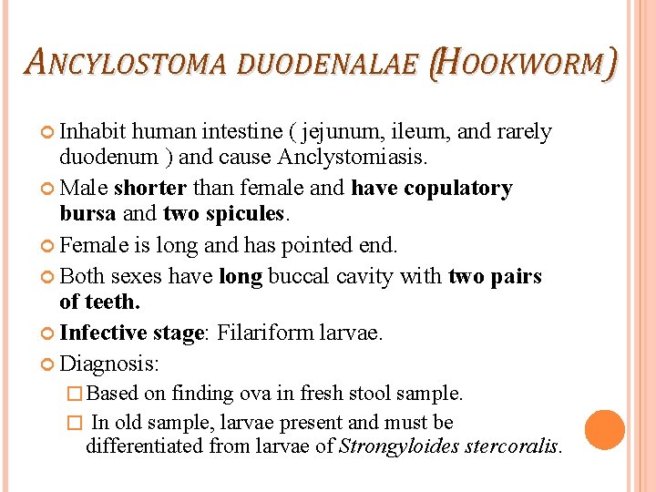 ANCYLOSTOMA DUODENALAE (HOOKWORM) Inhabit human intestine ( jejunum, ileum, and rarely duodenum ) and