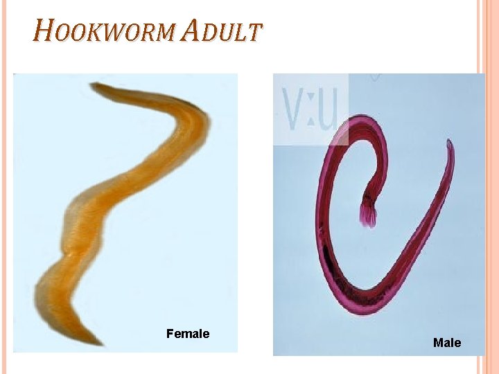 HOOKWORM ADULT Female Male 