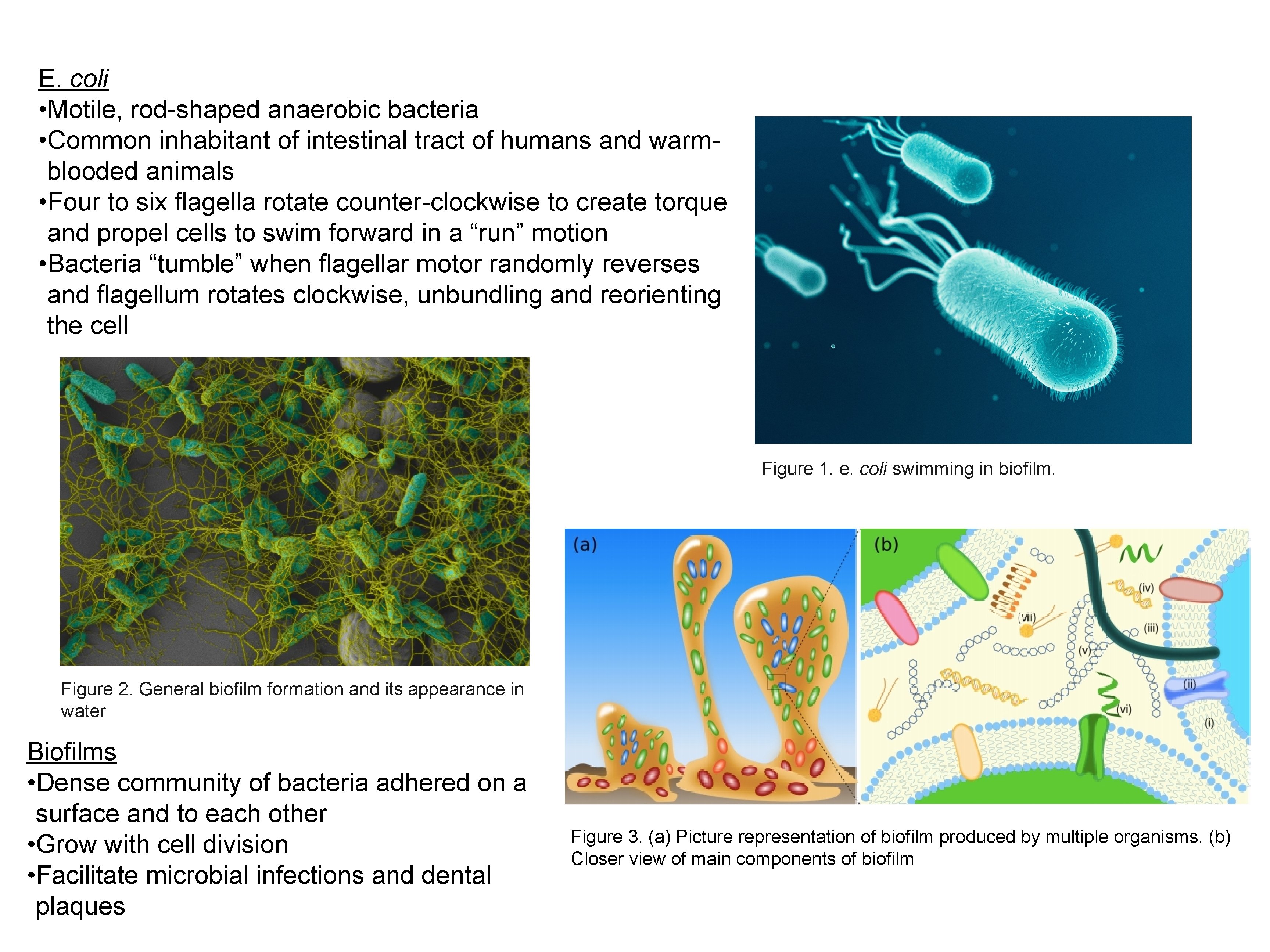 E. coli • Motile, rod-shaped anaerobic bacteria • Common inhabitant of intestinal tract of