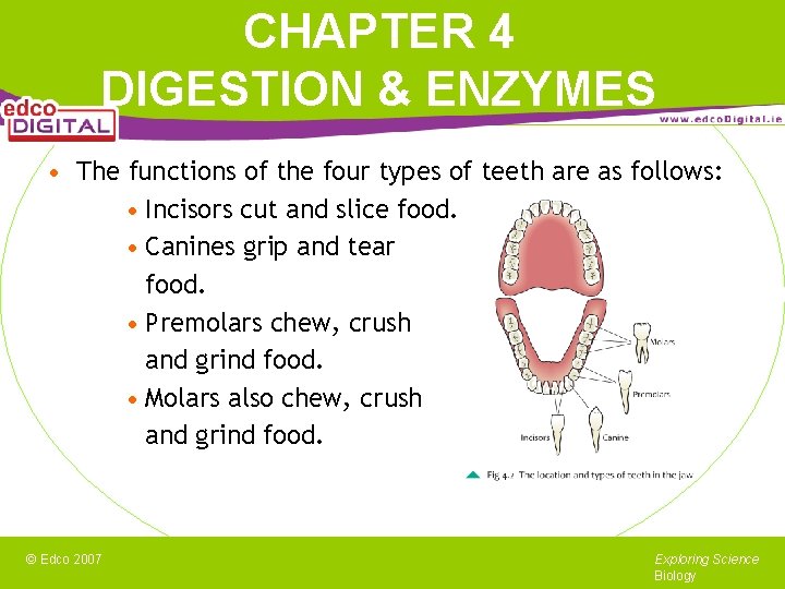 CHAPTER 4 DIGESTION & ENZYMES • The functions of the four types of teeth
