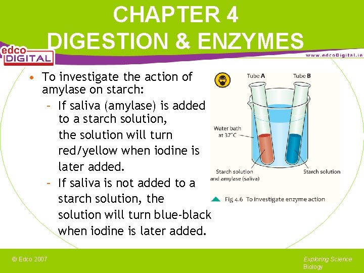 CHAPTER 4 DIGESTION & ENZYMES • To investigate the action of amylase on starch: