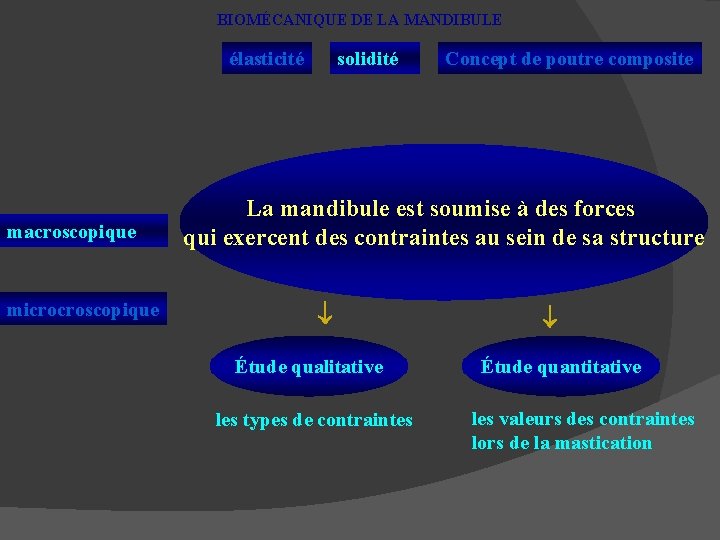 BIOMÉCANIQUE DE LA MANDIBULE élasticité macroscopique microcroscopique solidité Concept de poutre composite La mandibule